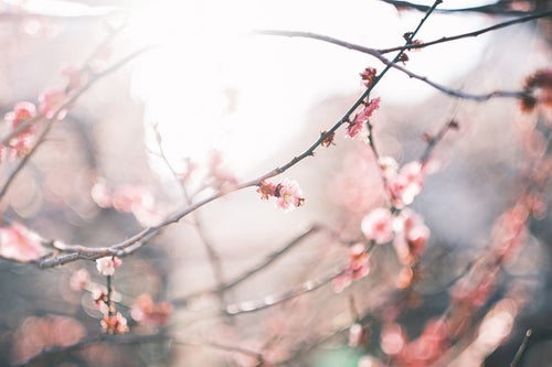 梅の花に注ぐ日差しの写真