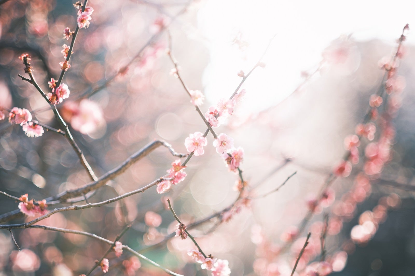 「逆光の梅の花」の写真