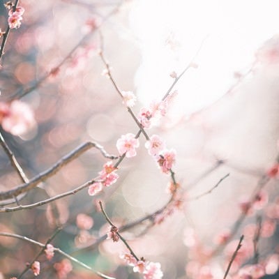 逆光の梅の花の写真