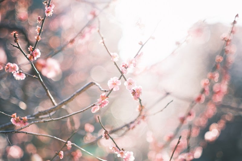 逆光の梅の花の写真