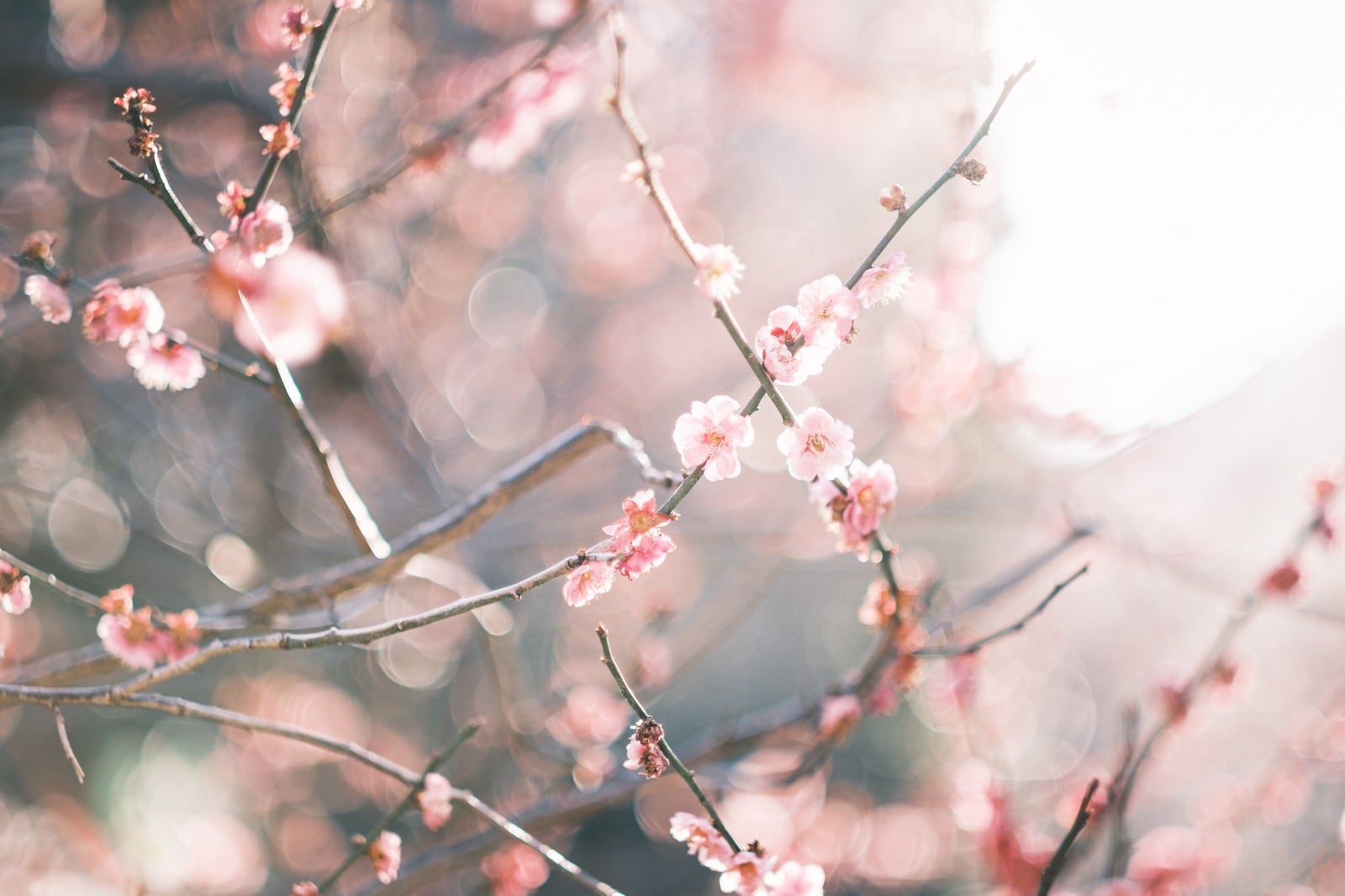 「逆光に輝く梅の花」の写真