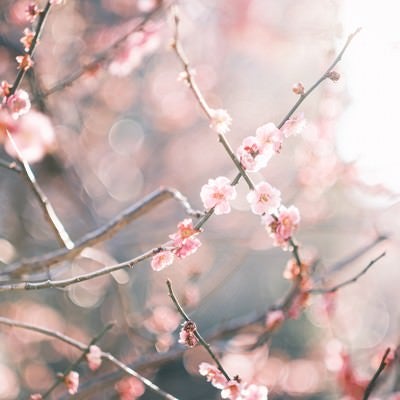 逆光に輝く梅の花の写真