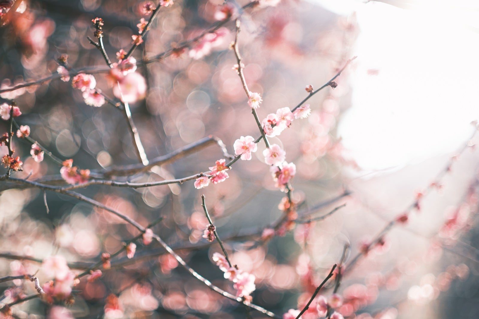 「降り注ぐ陽の光と梅の花」の写真
