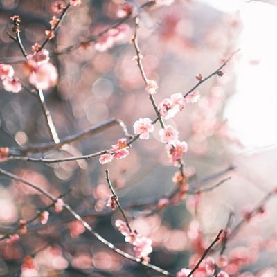 降り注ぐ陽の光と梅の花の写真