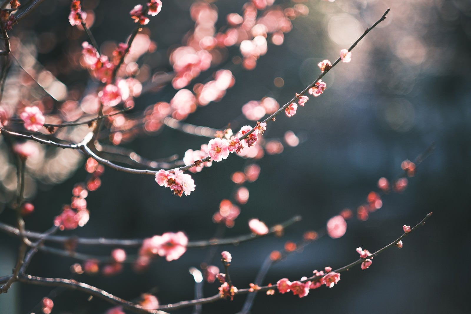 「梅の花とボケ味」の写真