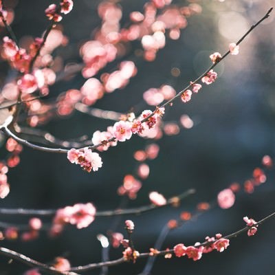 梅の花とボケ味の写真
