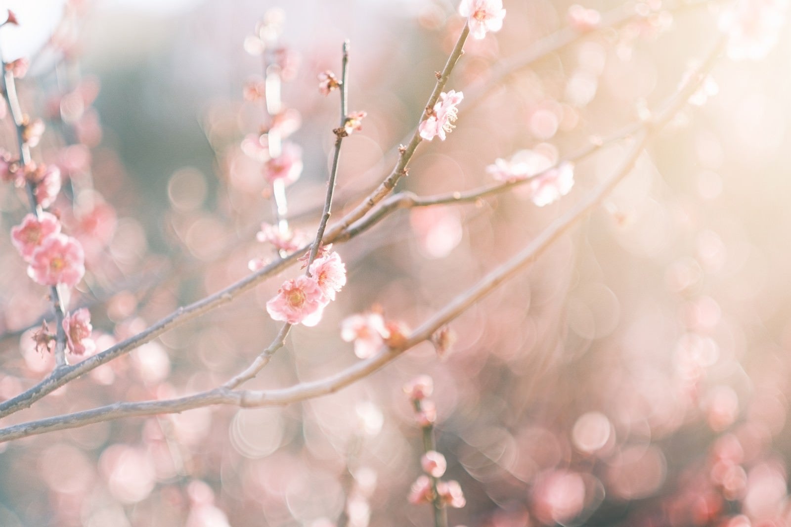 「開花する梅の花」の写真