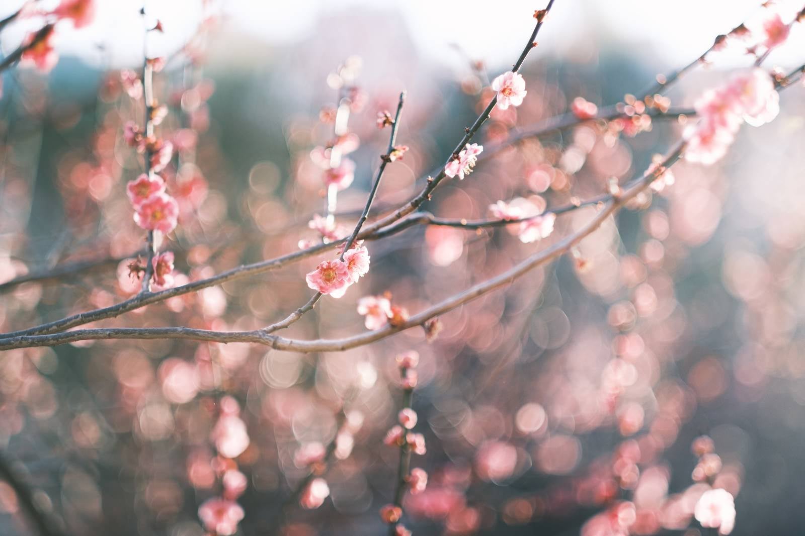 「左右に伸びる枝と梅の花」の写真