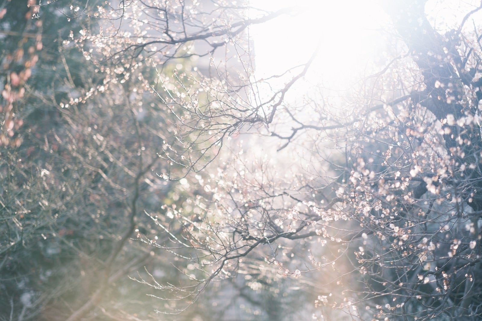 「逆光の中に揺らめく梅の花」の写真