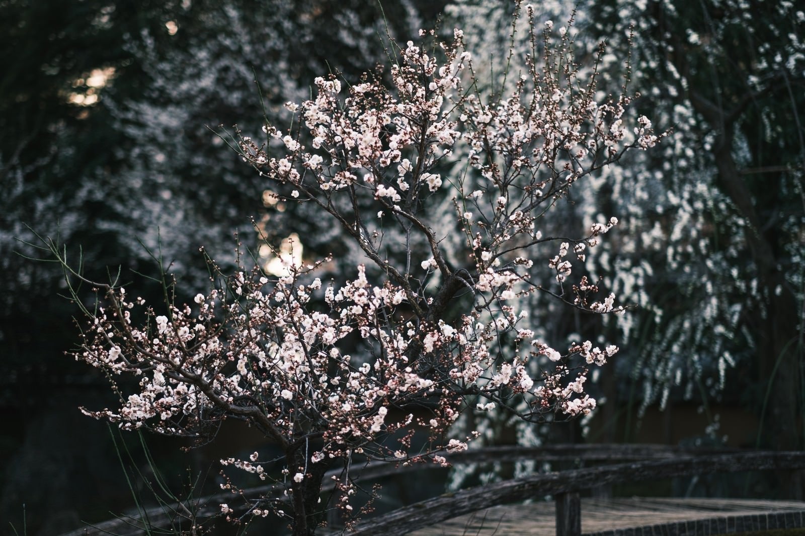 「ひっそりと佇む梅の花」の写真