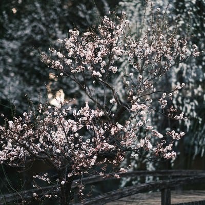 ひっそりと佇む梅の花の写真