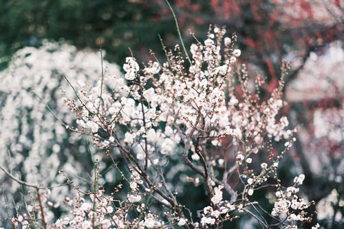 映える開花した梅と蕾の写真