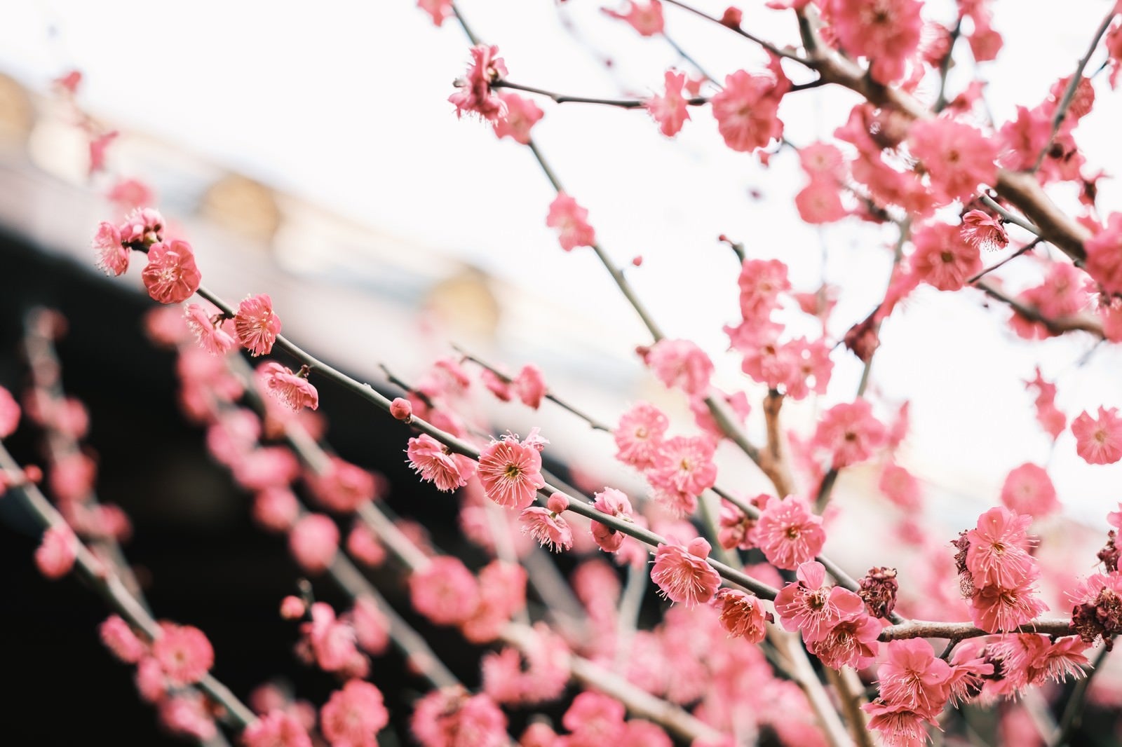 「花開く梅の花」の写真