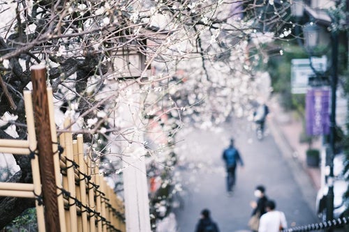 境内を彩る梅の花（湯島天神）の写真