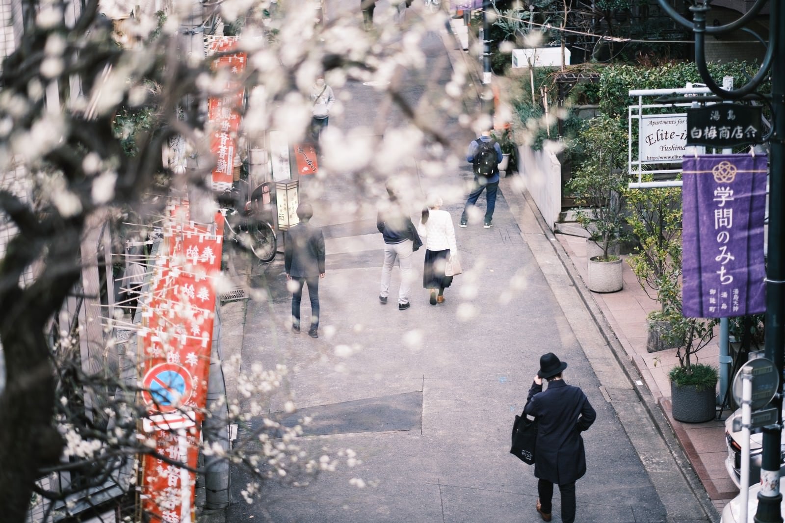 「梅が開花する散歩道沿いの梅の花とのぼり旗」の写真
