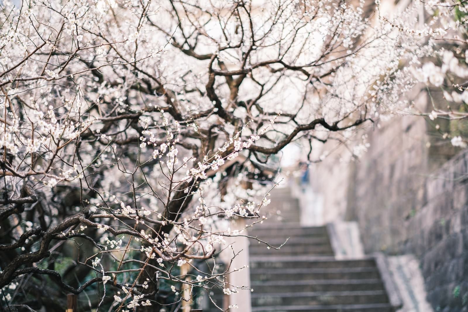 「階段脇に彩る梅の花」の写真