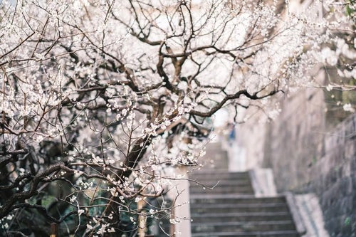 階段脇に彩る梅の花の写真