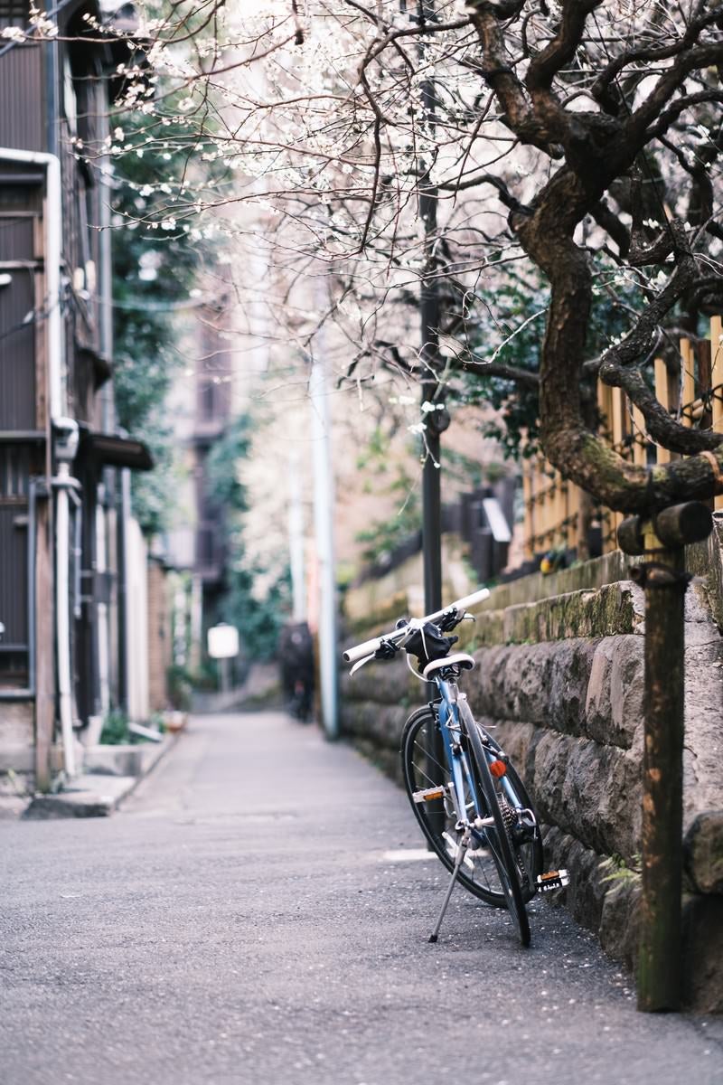 「梅の花と路地に停まった自転車」の写真