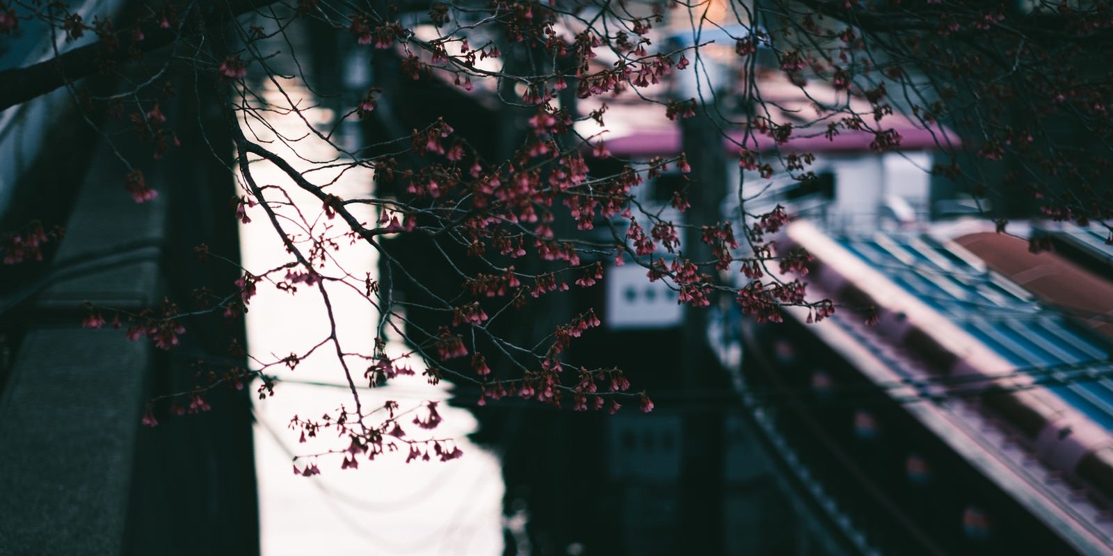 「開花を待つ花と神田川の屋形船」の写真