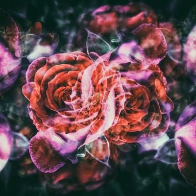 ノスタルジックな薔薇の写真