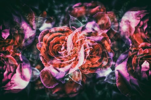 ノスタルジックな薔薇の写真