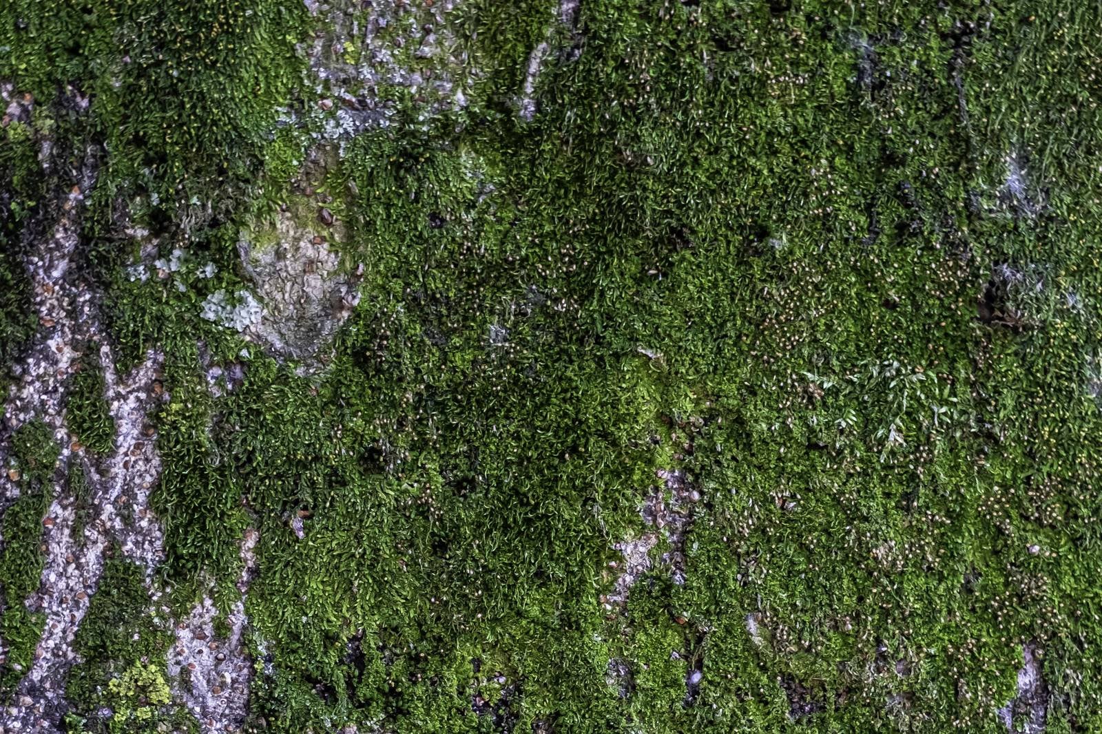 「苔で覆われた岩肌（テクスチャ）」の写真