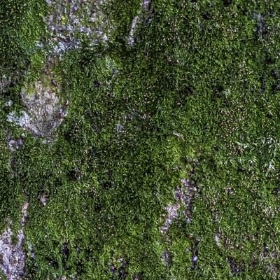 苔で覆われた岩肌（テクスチャ）の写真
