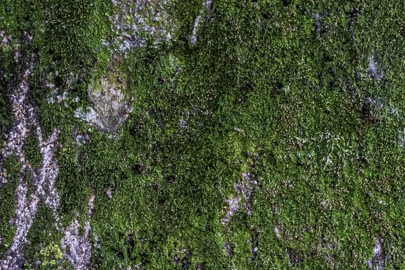 苔で覆われた岩肌（テクスチャ）の写真