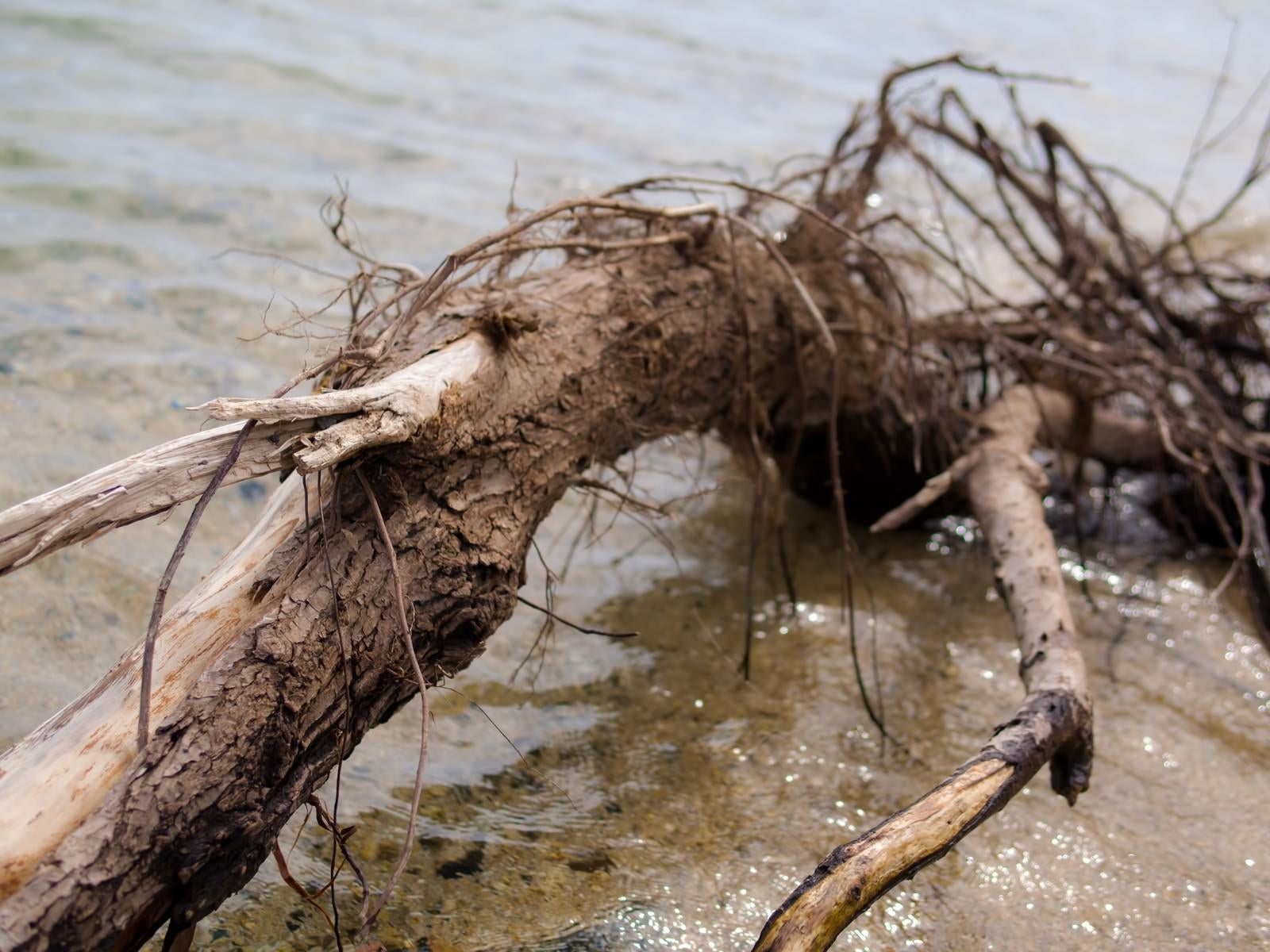 「琵琶湖の岸に流れ着いた折れた木」の写真