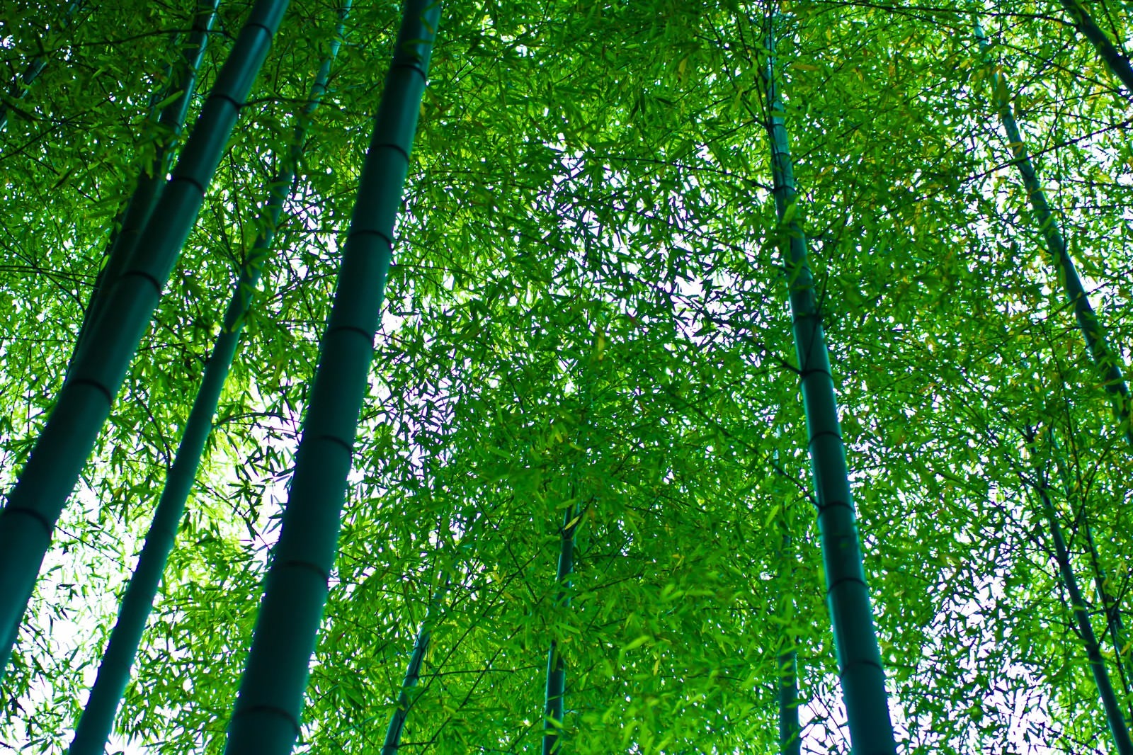 「青々した竹林」の写真