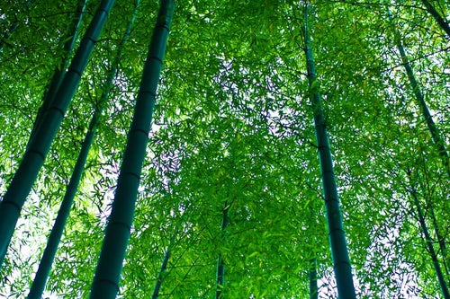 青々した竹林の写真