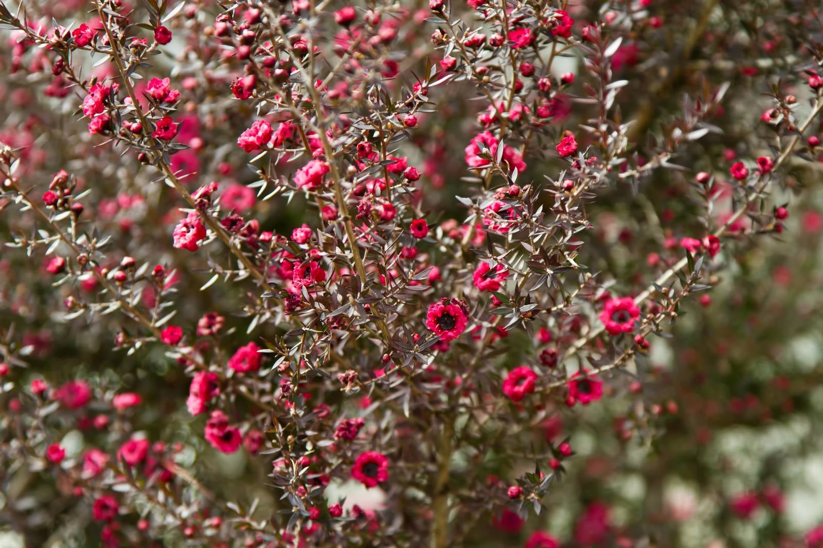 「小さく咲く赤い花」の写真