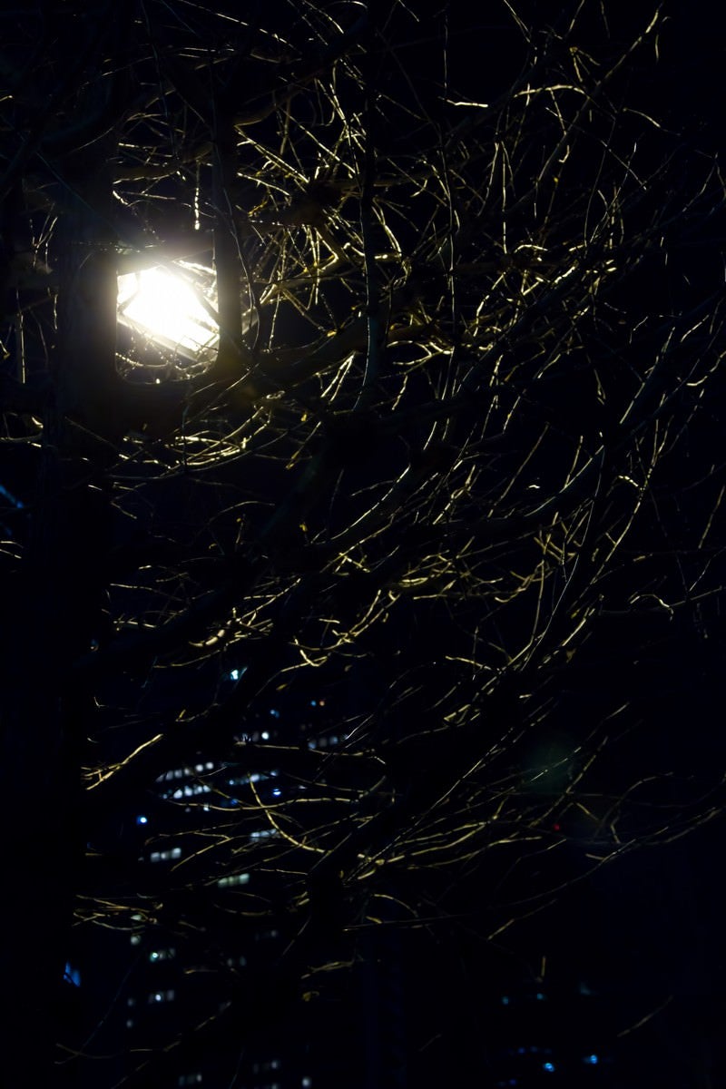 「枯木に覆われた中の街灯（夜）」の写真