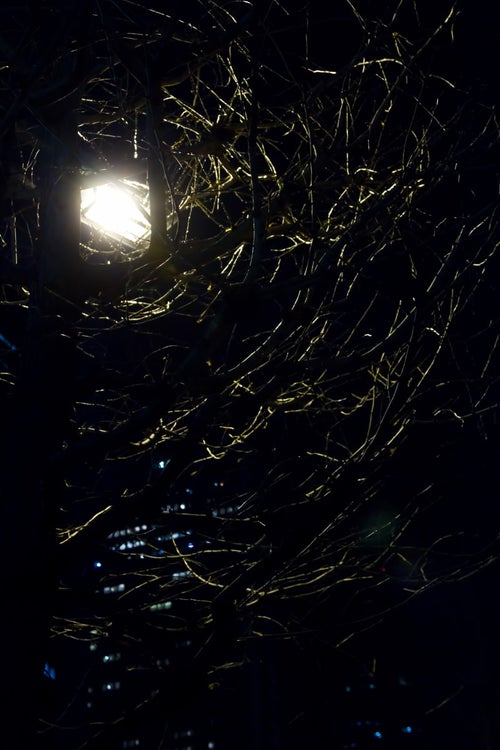 枯木に覆われた中の街灯（夜）の写真