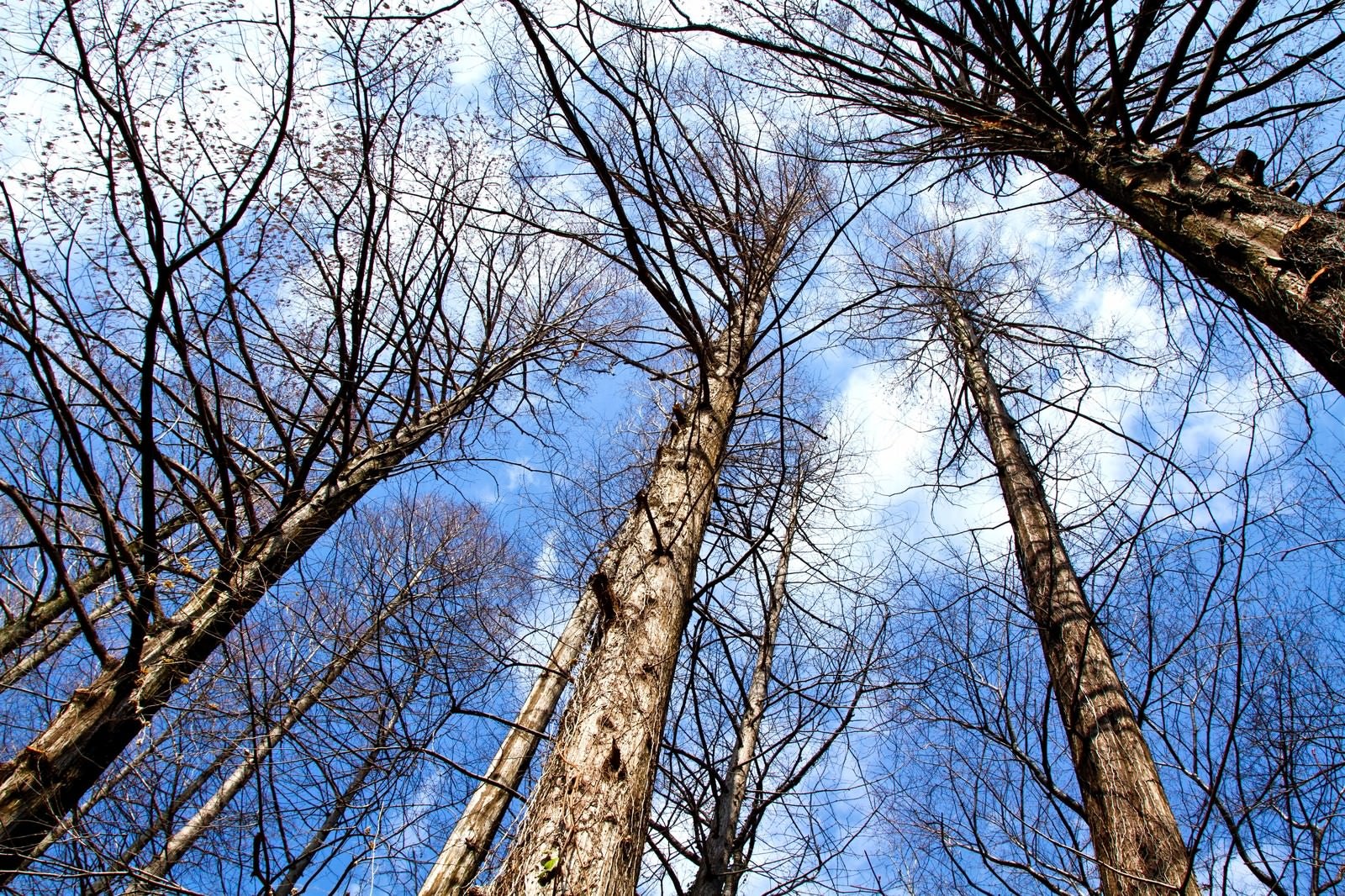 「雑木林と見上げる空」の写真