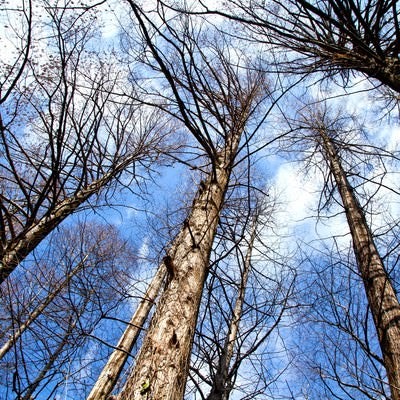 雑木林と見上げる空の写真