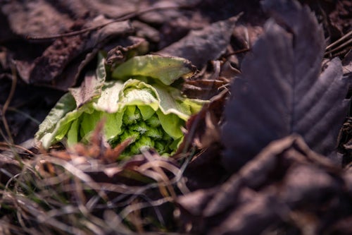 落ち葉の中から顔を出す蕗の薹の写真