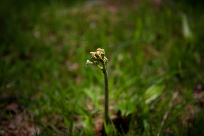 ワラビ（シダ植物）の写真
