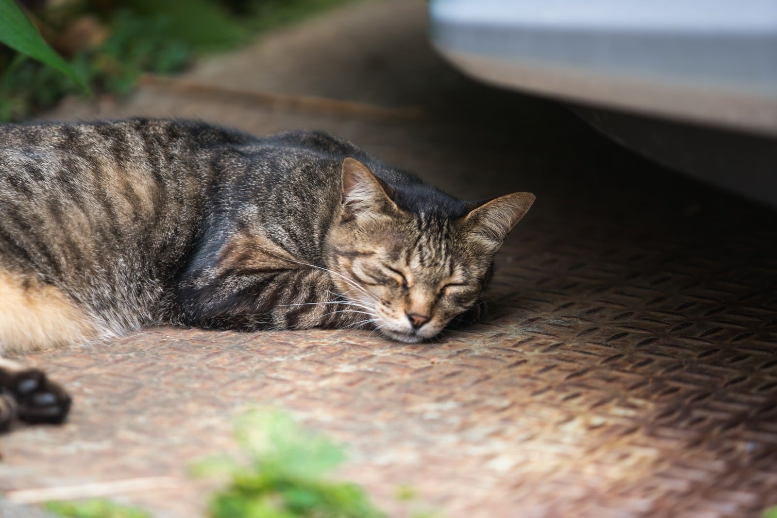 「猫の一休み」の写真