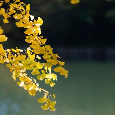 黄葉した銀杏の葉と池の写真