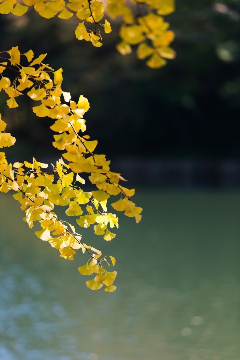 「黄葉した銀杏の葉と池」の写真