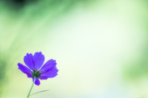 紫色のコスモスの写真