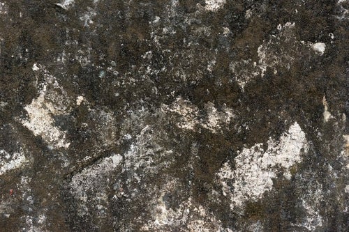 藻が生えた壁（テクスチャー）の写真