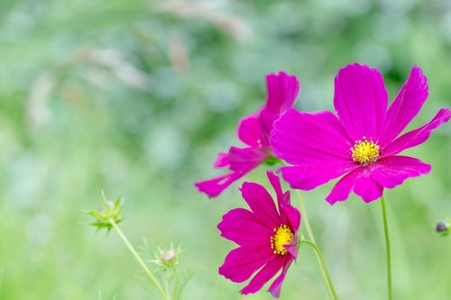 コスモスの花の写真