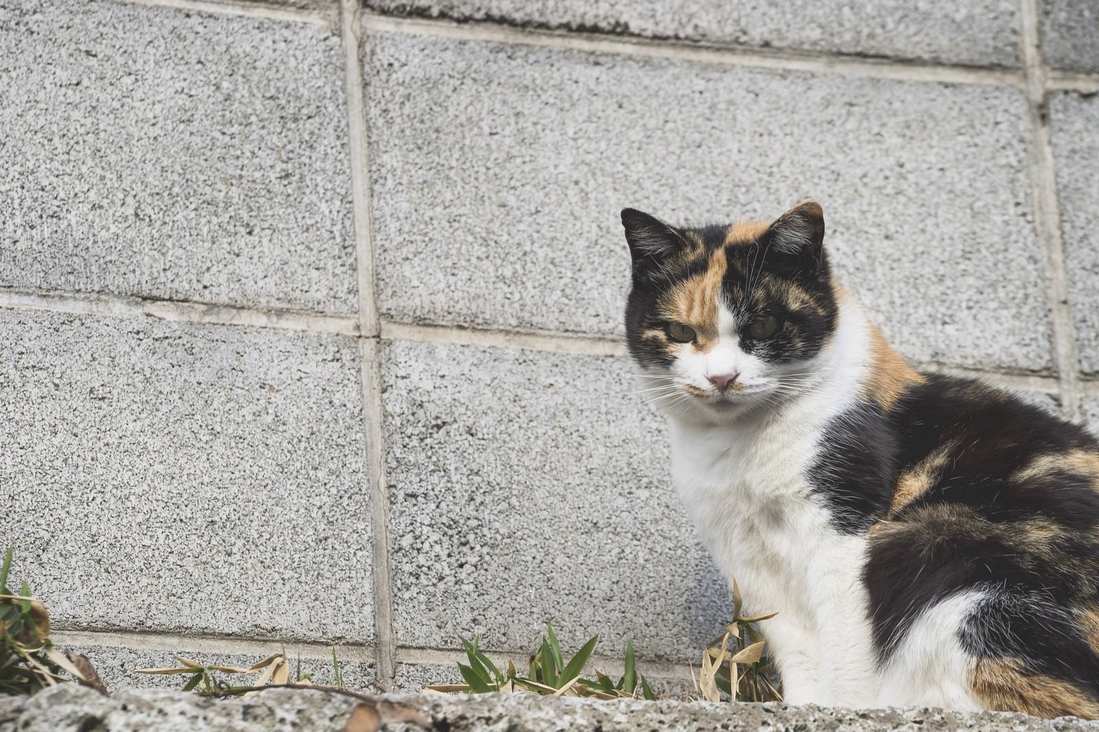 「ブロック塀と野良猫」の写真