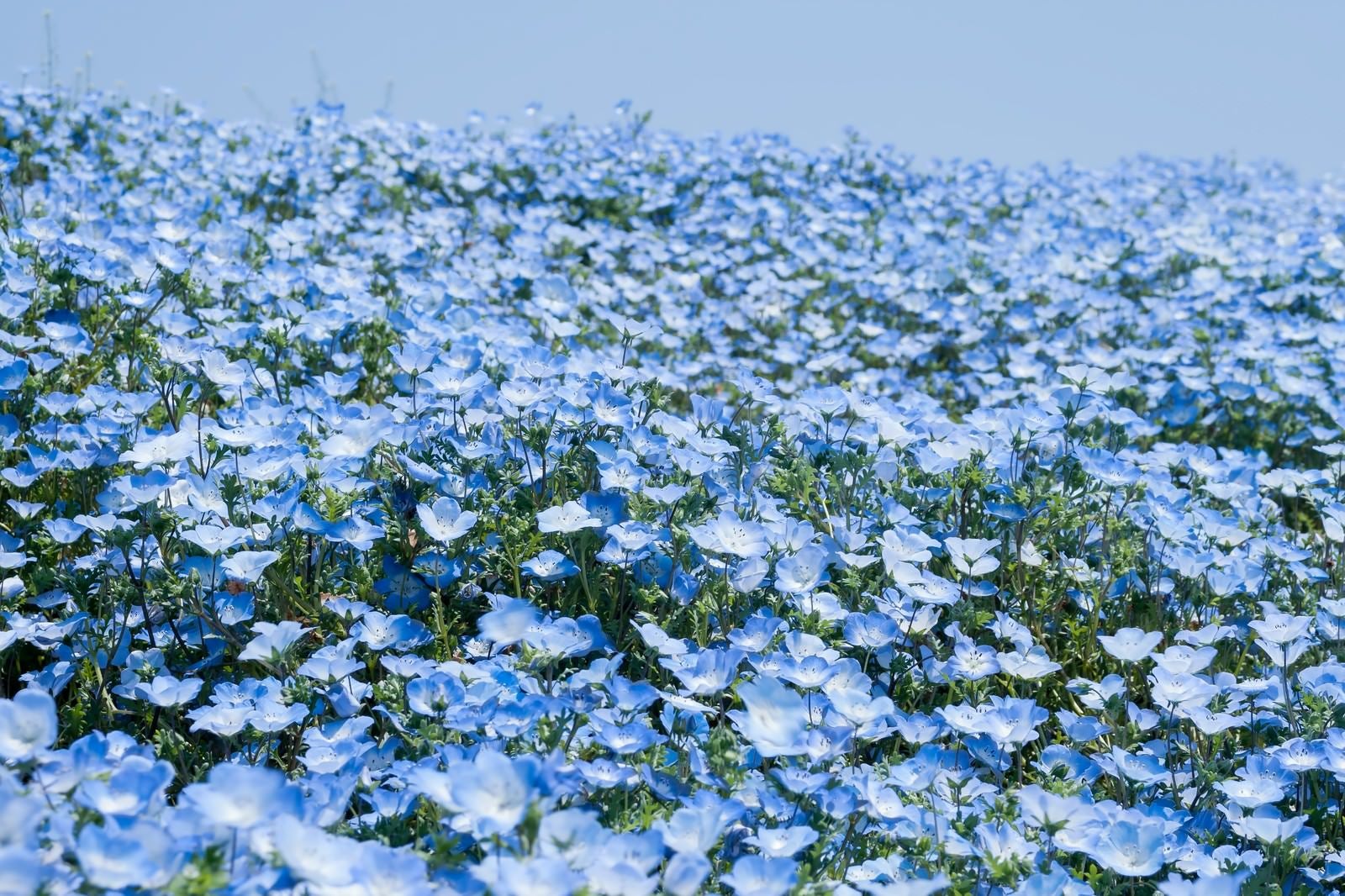 「広がる一面の青い花」の写真
