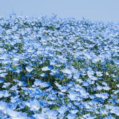 広がる一面の青い花の写真