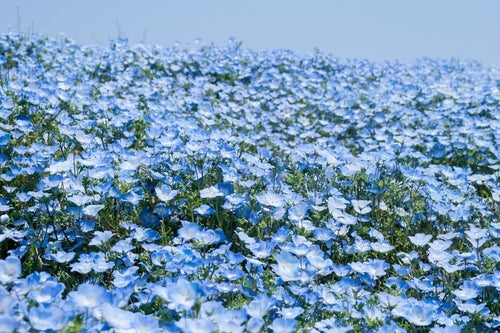 広がる一面の青い花の写真