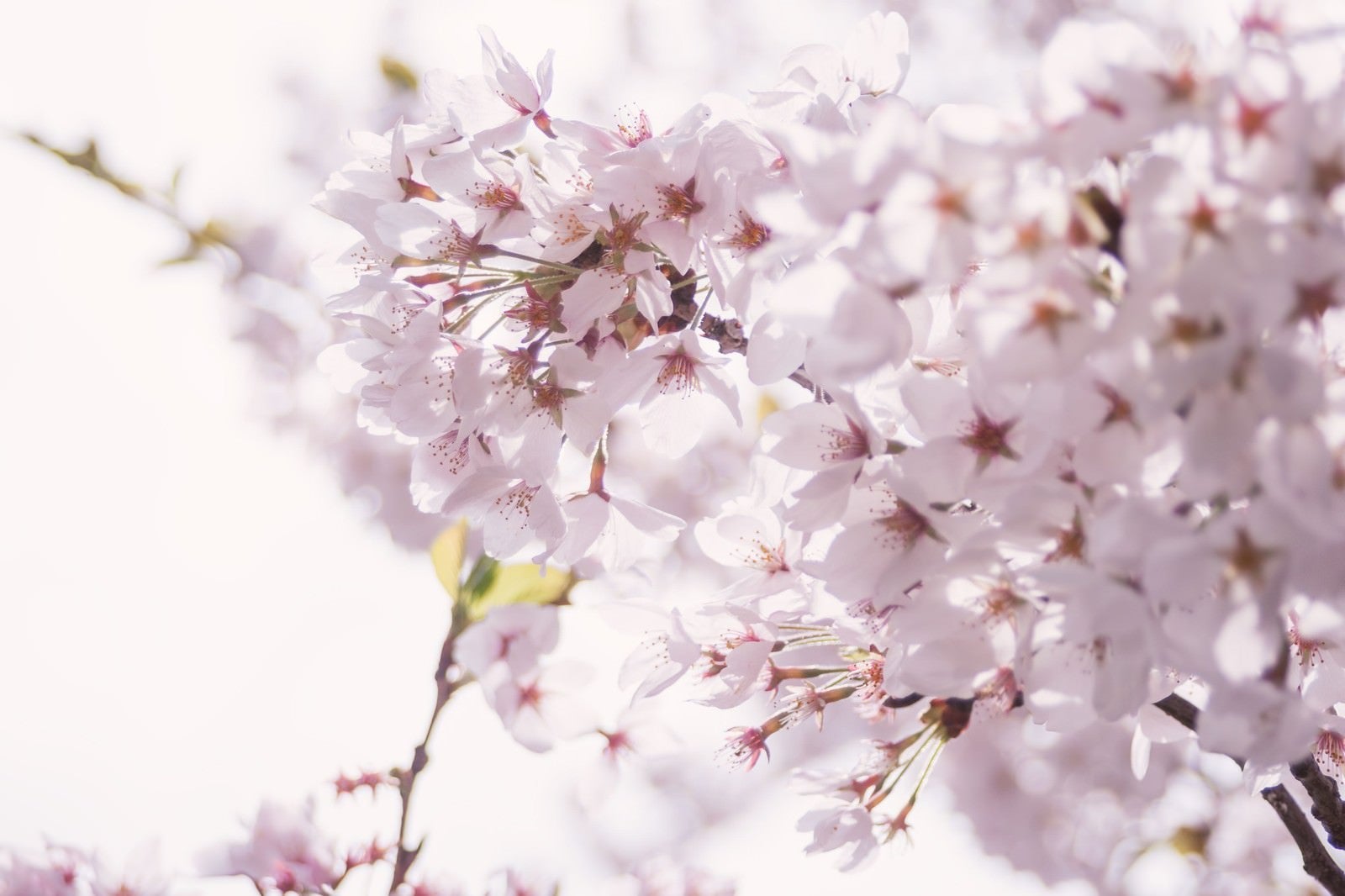 「春の訪れ、桜の開花」の写真