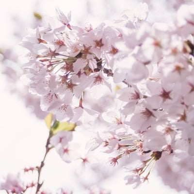 春の訪れ、桜の開花の写真